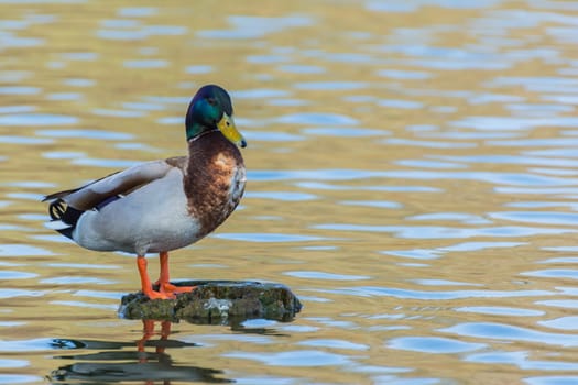 Bird Outdoors Wildlife Closeup Detail Animals Duck Mallard