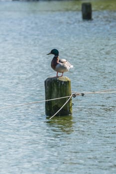 Bird Outdoors Wildlife River Lake Water Standing Looking Feathers Wings Closeup Detail Animals Duck Mallard