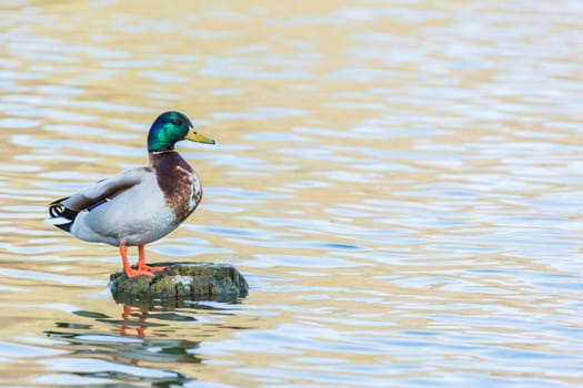 Bird Outdoors Wildlife Closeup Detail Animals Duck Mallard