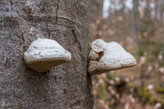 Tree Bark Trunk with Mushrooms Forest Closeup Biology Botany White Autumn