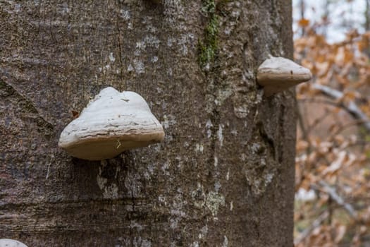 Tree Bark Trunk with Mushrooms Forest Closeup Biology Botany White Autumn