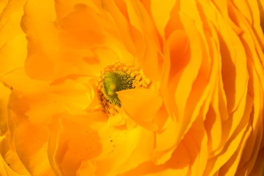 Bright Yellow Flower Inside Center Macro Petals Closeup Texture