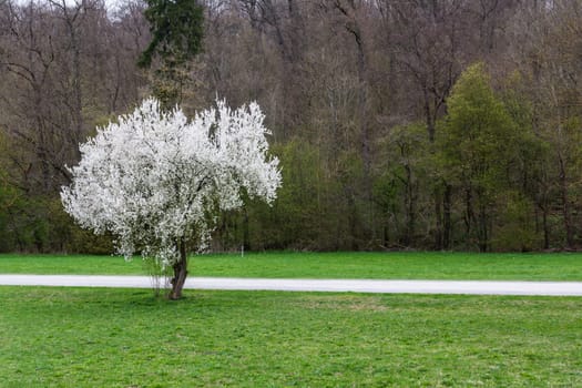 Bright White Blooming Tree Contrast Park Field Abstract Landscape Beautiful