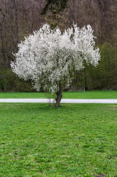 Bright White Blooming Tree Contrast Park Field Abstract Landscape Beautiful