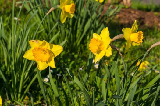 Yellow Park Flowers Beautiful Green Leaves Landscape Outdoors Sunny Day