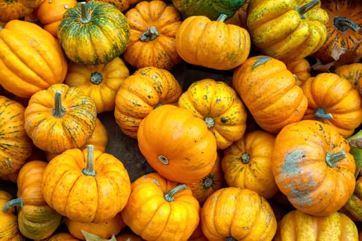 Yellow Shade Pumpkins Group Crate Small Multiple Shaped Sale Fall Autumn Season