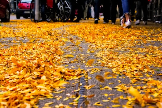 Yellow Autumn Fall Leaves Piled on Street SIdewalk Urban Environment Season Beautiful Color