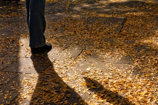 Yellow Autumn Fall Leaves Piled on Street SIdewalk Urban Environment Season Beautiful Color