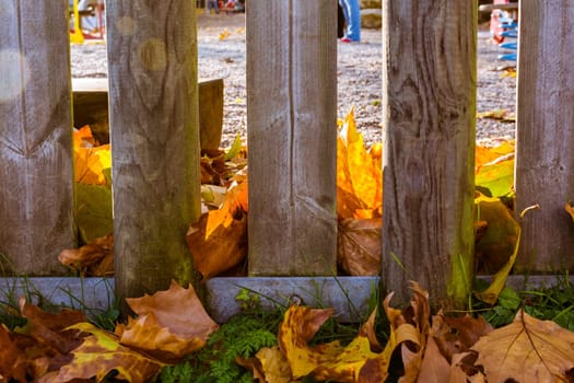 Wooden Gate Playground Covered in Leaves Orange Red Yellow Autumn Fall Grass
