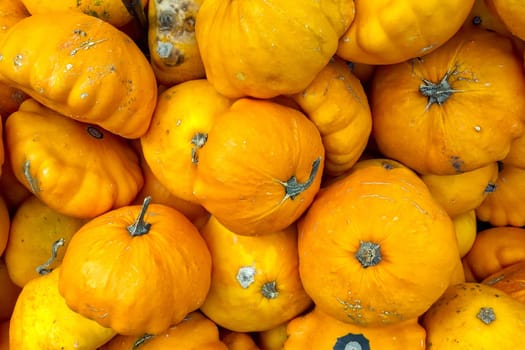 Yellow Shade Pumpkins Group Crate Small Multiple Shaped Sale Fall Autumn Season
