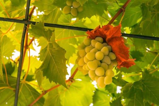 White Wine Green Grapes Growing Hanging on Vine in Household Garten Sunny Day