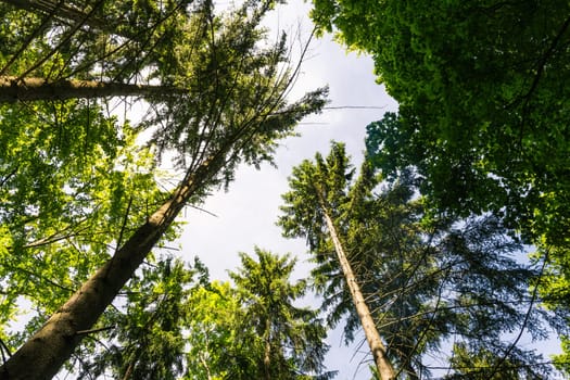 Wood Tree Trunks Dense Sky Daytime Warm Green Inside Forest Green Summer