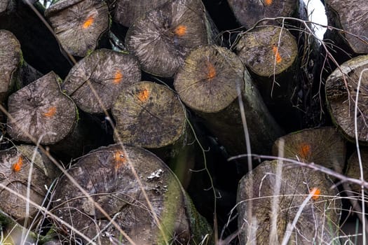 Chopped Logs Marked Industry Transportation Forest Deforestation Texture
