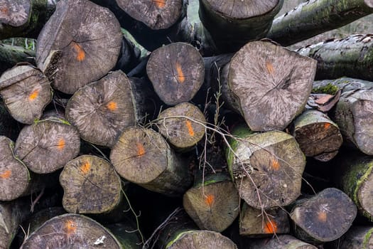 Chopped Logs Marked Industry Transportation Forest Deforestation Texture