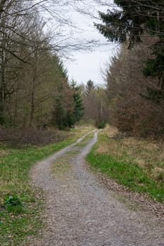 Cold Autumn Forest Path Bare Branches Green Tire Tracks Landscape