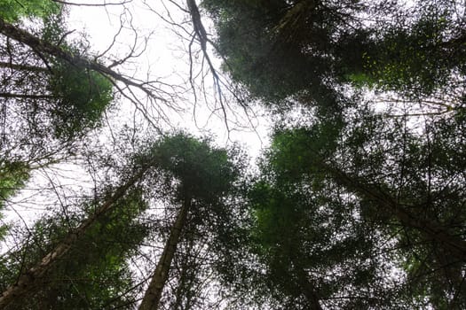 Tree Canopies White Sky Looking Up in Forest