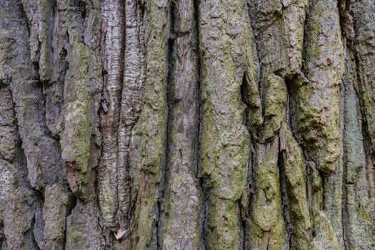 Tree Rough Bark Texture Brown Closeup