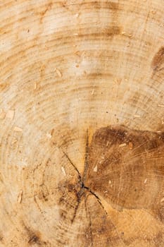 Tree Stump Texture Cut Sawdust Construction Rings
