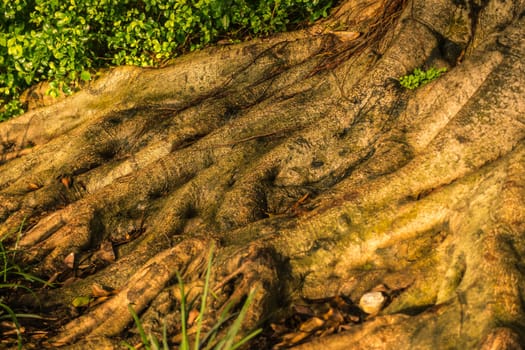 Tree Roots Growing into Ground Spread Texture Detail Closeup Nature