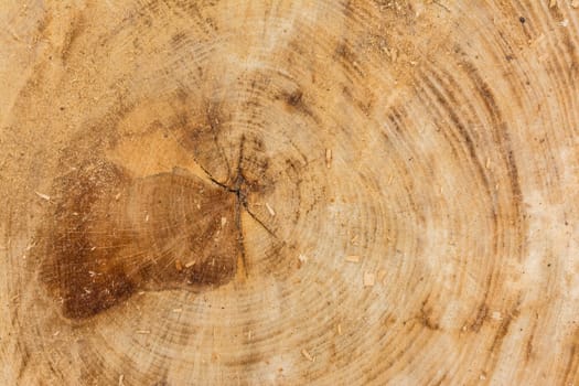 Tree Stump Texture Cut Sawdust Construction Rings