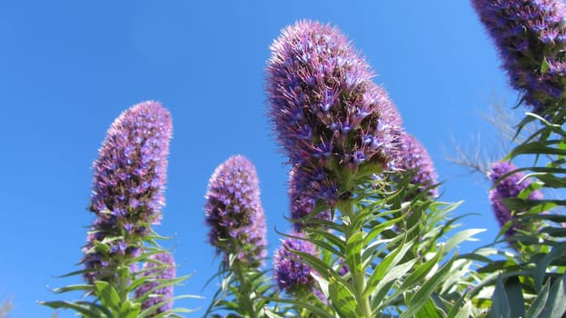 Tall Purple Flowers from Below on Blue Sky