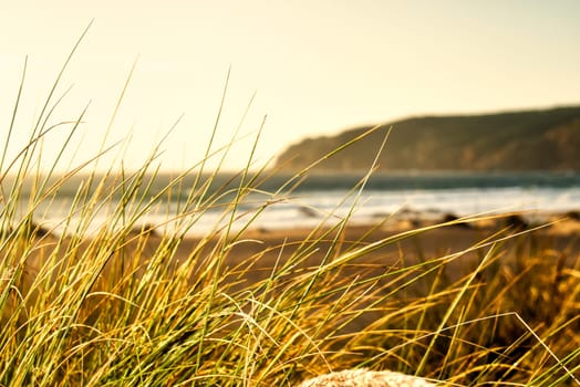 Tall Grass on Beach Sunset Outdoors Ocean Landscape Calm Warm Image
