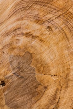 Tree Stump Texture Cut Sawdust Construction Rings