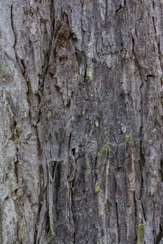 Tree Rough Bark Texture Brown Closeup