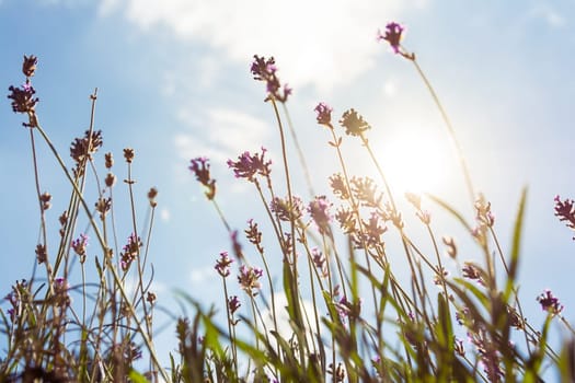 Sun Flare Through Purple Lavendar Plants Summer Season Blue Sky Background