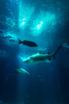 Underwater Aquarium View Fishes Shark Sun Rays Through Water Wildlife