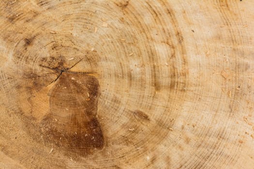 Tree Stump Texture Cut Sawdust Construction Rings