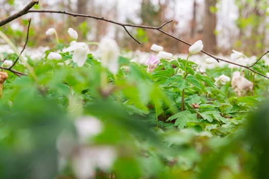 Small White Ground Covering Flowers Green Leaves Dense Macro Depth of Field Forest