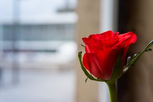 Single Small Rose Closeup Bud Petals Leaves Green Stem Standing Cafe Vase Indoors