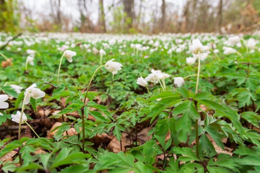 Small White Ground Covering Flowers Green Leaves Dense Macro Depth of Field Forest