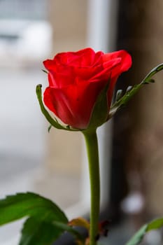 Single Small Rose Closeup Bud Petals Leaves Green Stem Standing Cafe Vase Indoors