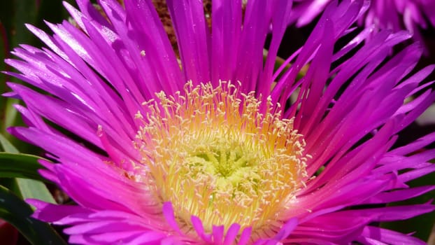 Purple Pink Flower Closeup Yellow Inside Gardening Plant
