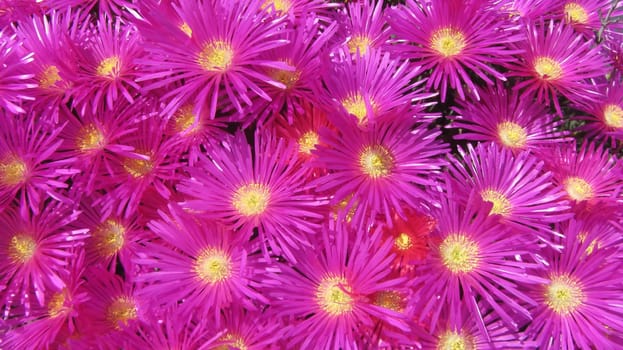 Purple Pink Flower Closeup Yellow Inside Gardening Plant