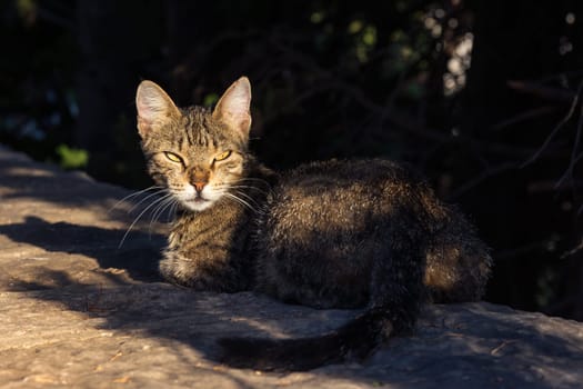Ferral Cat Looking Back at Camera From Stone Ledge During Sunset Croatian City