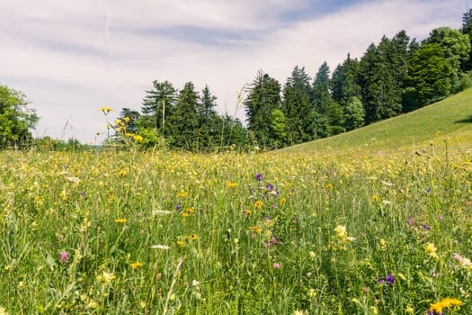 Forest Field Grassy Summer Day Green Flowers MountainBeautiful Nature