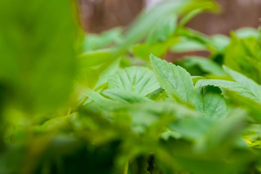 Green Leaves Dense Plants Nature Outdoors