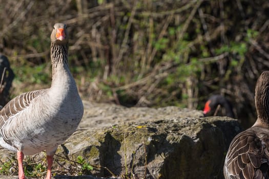 Goose Outdoors Bird Closeup Body BIrd Lake Wildlife Sunny Day