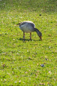 Goose Outdoors Bird Closeup Body BIrd Lake Wildlife Sunny Day