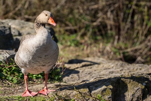 Goose Outdoors Bird Closeup Body BIrd Lake Wildlife Sunny Day