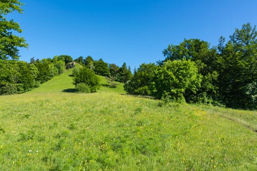 Forest Field Grassy Summer Day Green Flowers MountainBeautiful Nature