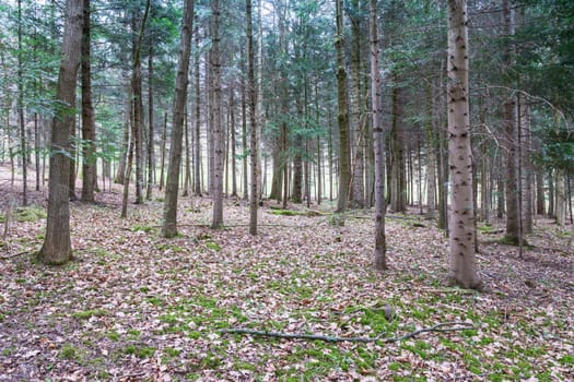 Forest Field Trunks Crowded Park Space Floor