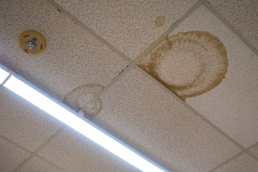 Interior Water Spots on Ceiling Mold Disrepair Damage Tiles