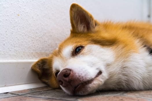 Icelandic Sheepdog Typical Home Pet Walking Around Daytime Stroll Park Happy Tongue Cute Pretty Animal
