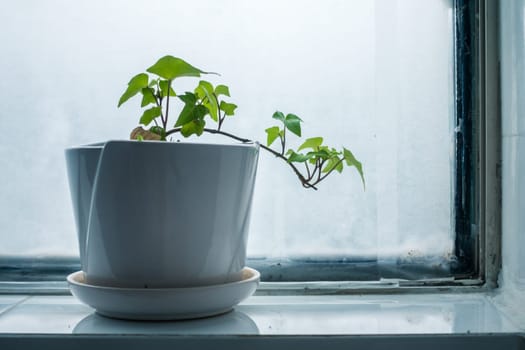 Small Potted Plant on the Window