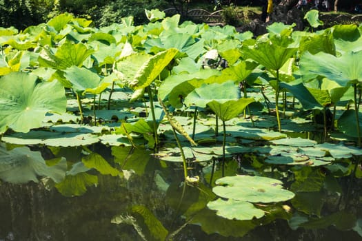 Lotus Leaves in the Water