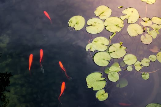 Lotus Leaves and Small Fishes Swimming